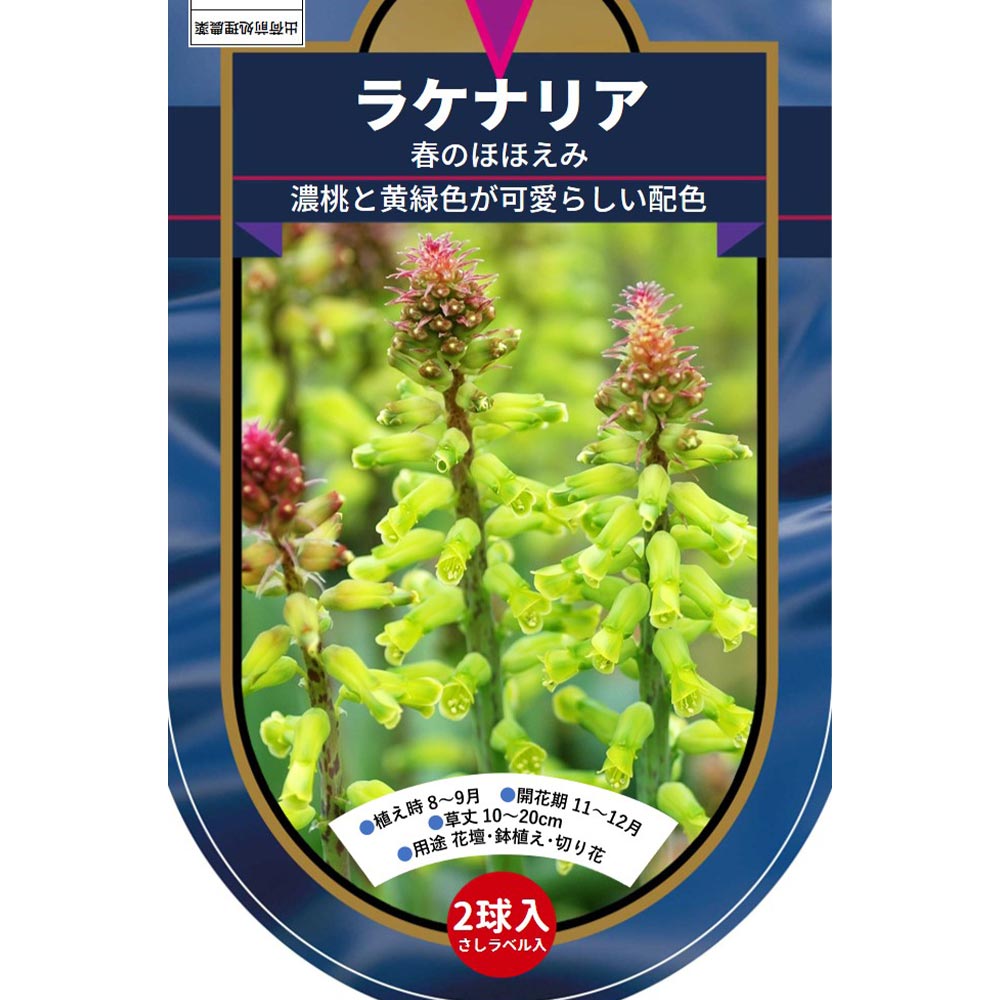 球根 ラケナリア 春のほほえみ(緑) 【花球根 2球】