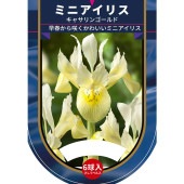 球根 ミニアイリス キャサリンゴールド(黄) 【花球根 6球】|花球根|球根類