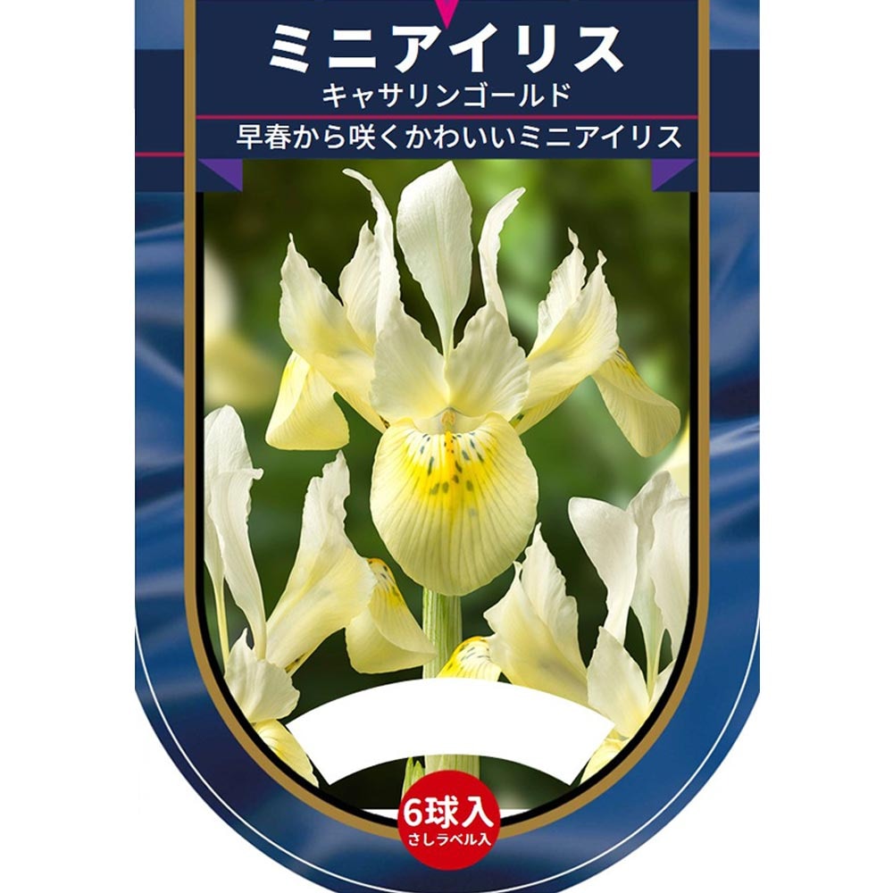 球根 ミニアイリス キャサリンゴールド(黄) 【花球根 6球】