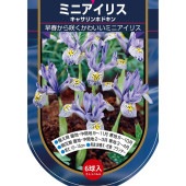 球根 ミニアイリス キャサリンホドキン(青白) 【花球根 6球】|花球根|球根類