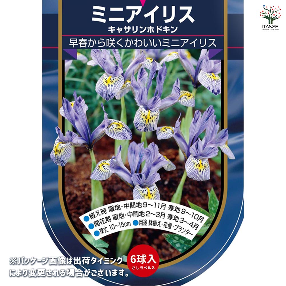 球根 ミニアイリス キャサリンホドキン(青白) 【花球根 6球】｜ 【植物