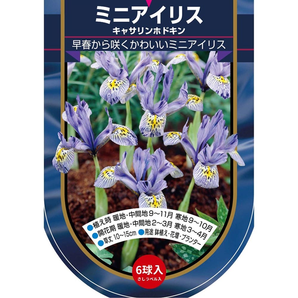 球根 ミニアイリス キャサリンホドキン(青白) 【花球根 6球】