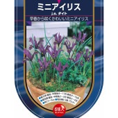 球根 ミニアイリス JSダイト 【花球根 6球】|花球根|球根類