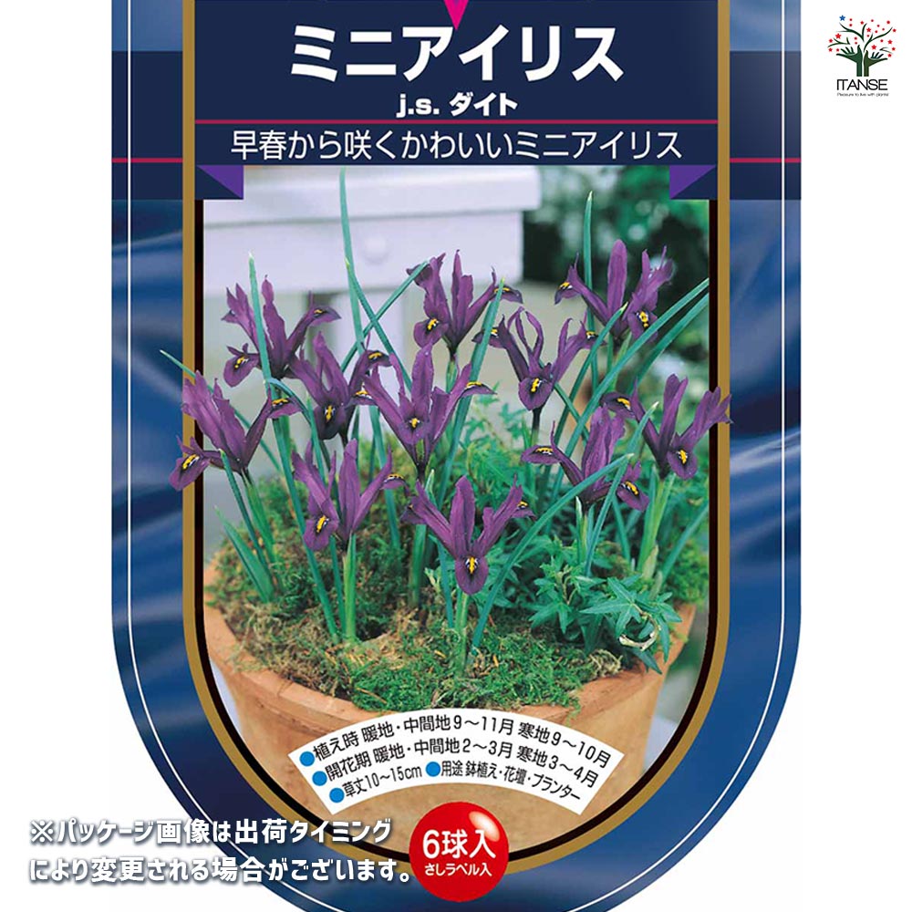 球根 ミニアイリス JSダイト 【花球根 6球】｜ 【植物のITANSE