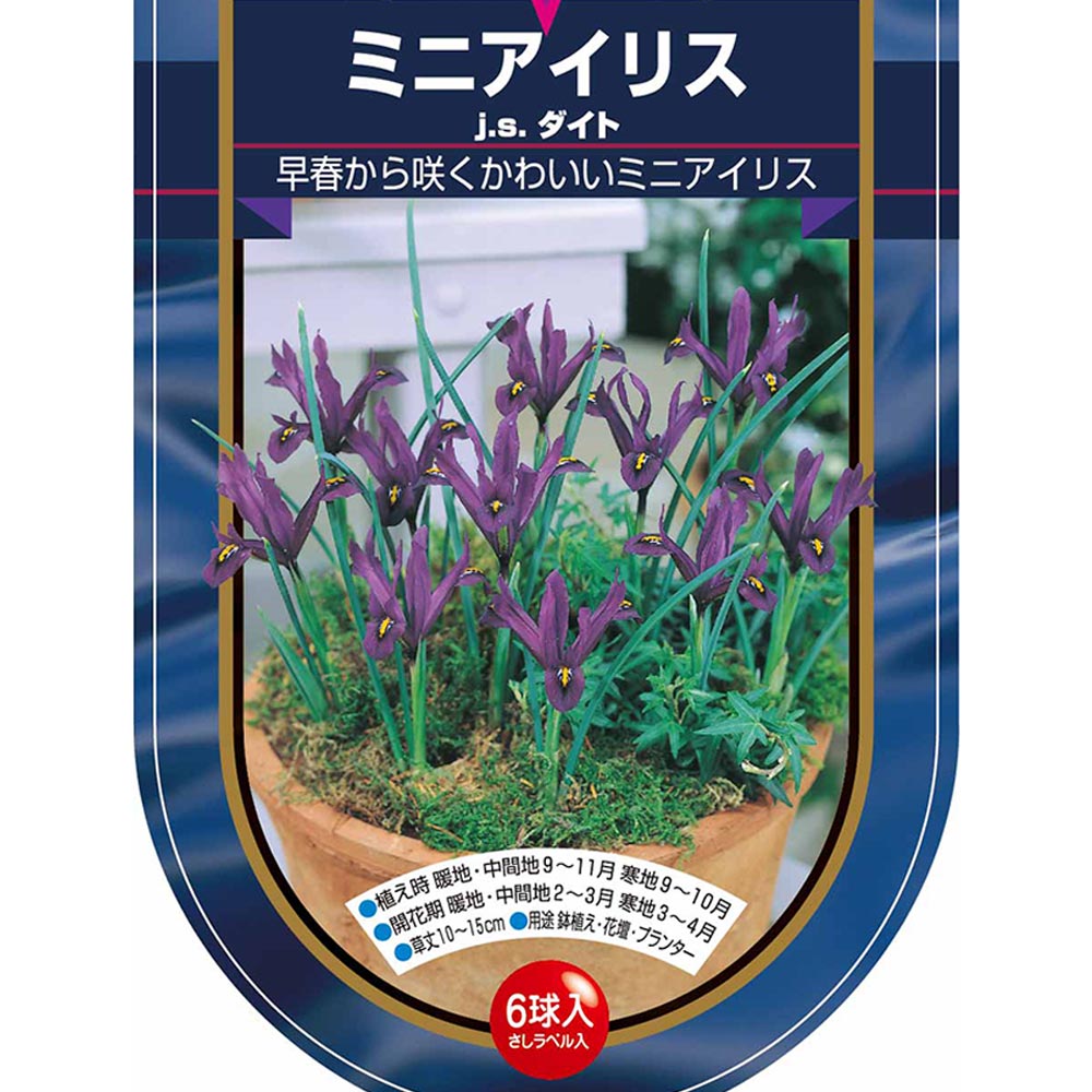 球根 ミニアイリス JSダイト 【花球根 6球】