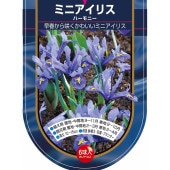 球根 ミニアイリス ハーモニー 【花球根 6球】|花球根|球根類