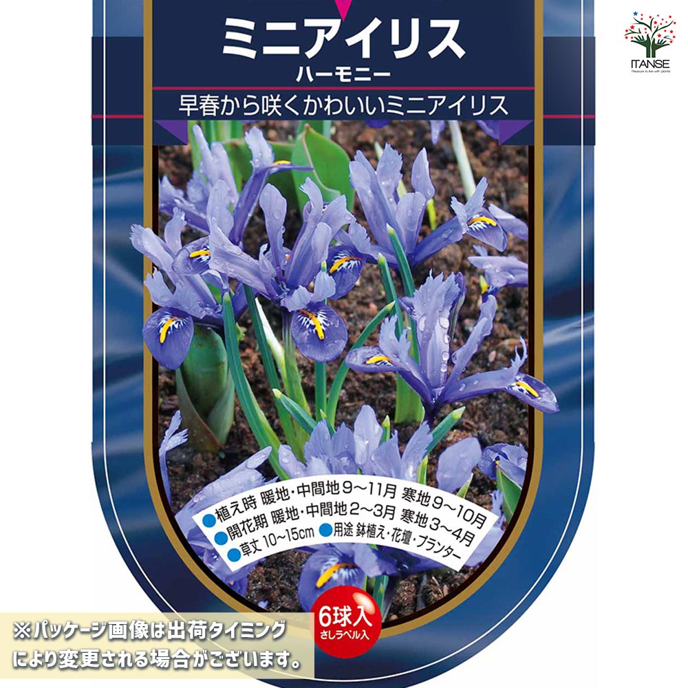 球根 ミニアイリス ハーモニー 【花球根 6球】｜ 【植物のITANSE