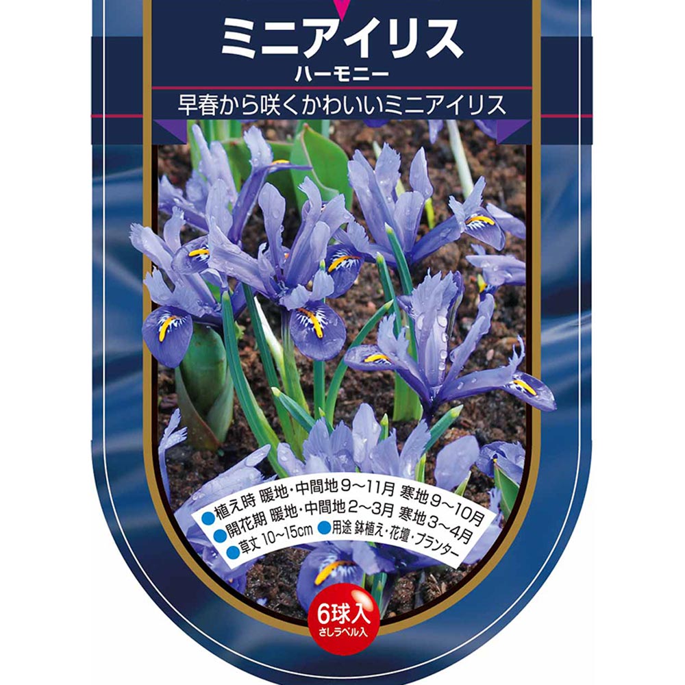 球根 ミニアイリス ハーモニー 【花球根 6球】