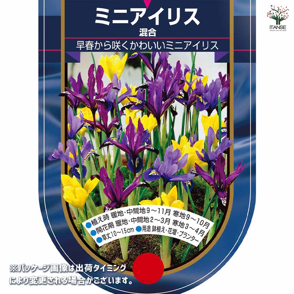 球根 ミニアイリス 混合 【花球根 5球】｜ 【植物のITANSE】全品