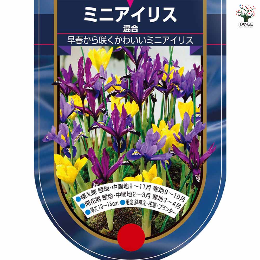 球根 ミニアイリス 混合 【花球根 5球】｜ 【植物のITANSE】全品