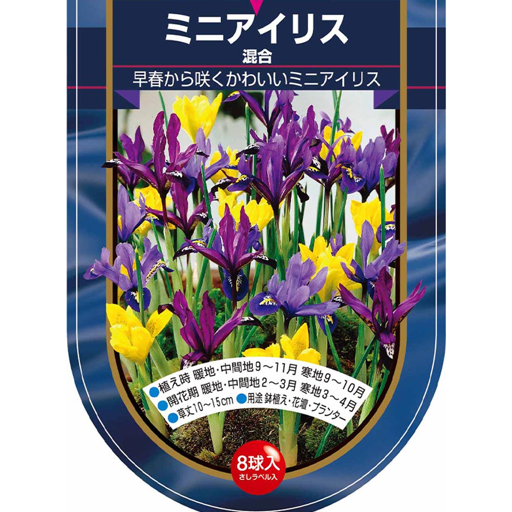 球根 ミニアイリス 混合 【花球根 8球】