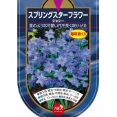 球根 スプリングスターフラワー ジェシー 【花球根 7球】|花球根|球根類