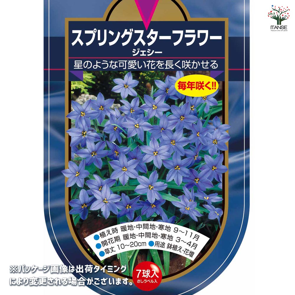 球根 スプリングスターフラワー ジェシー 【花球根 7球】｜ 【植物の