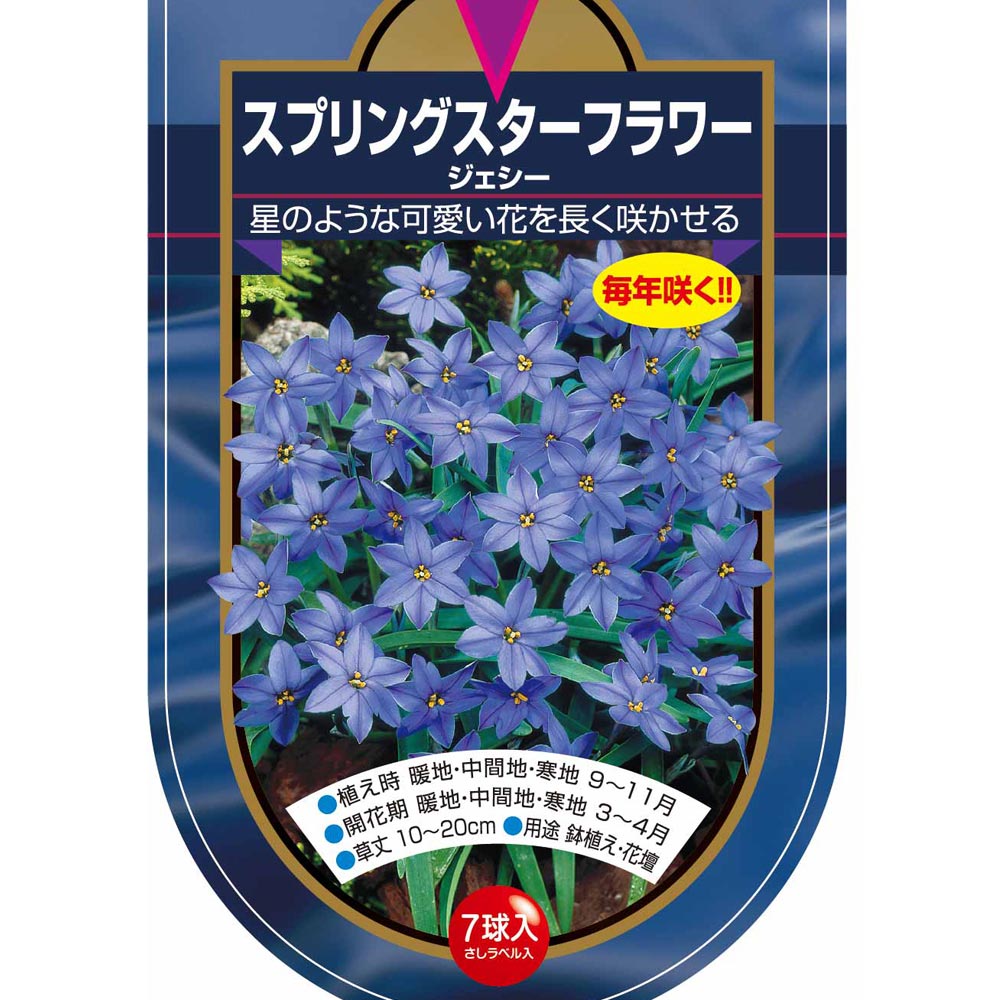 球根 スプリングスターフラワー ジェシー 【花球根 7球】