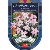 球根 スプリングスターフラワー ピンクスター 【花球根 5球】|花球根|球根類