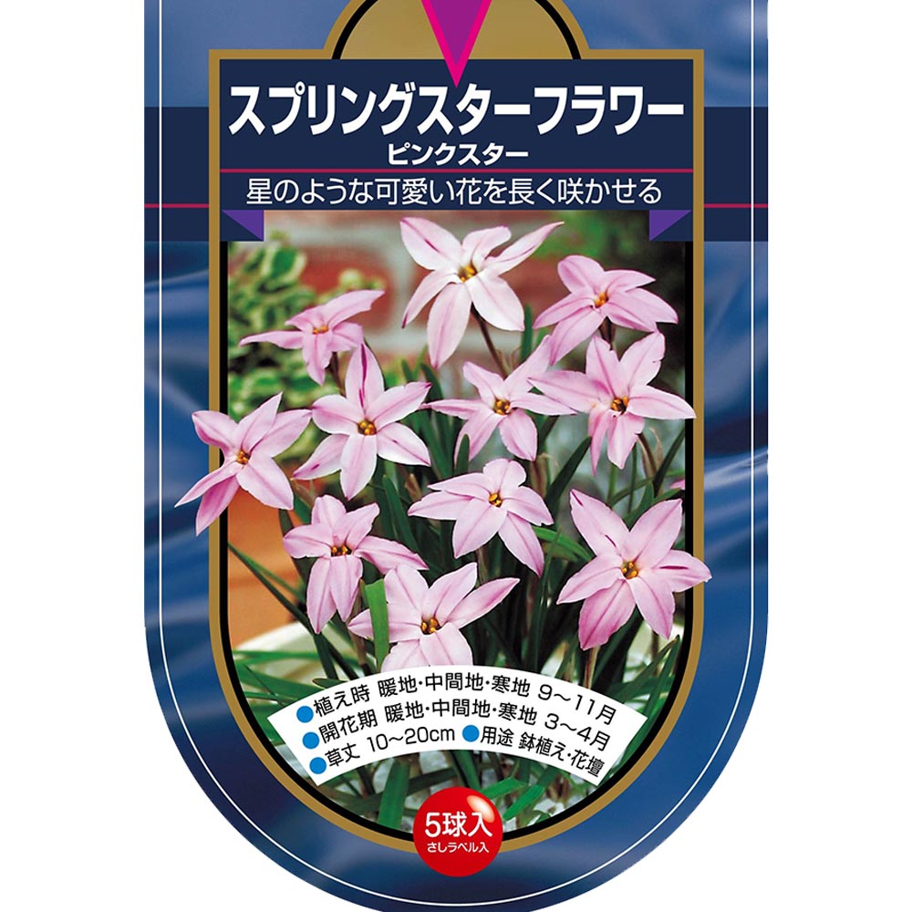 球根 スプリングスターフラワー ピンクスター 【花球根 5球】