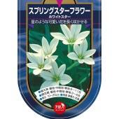 球根 スプリングスターフラワー ホワイトスター 【花球根 7球】|花球根|球根類