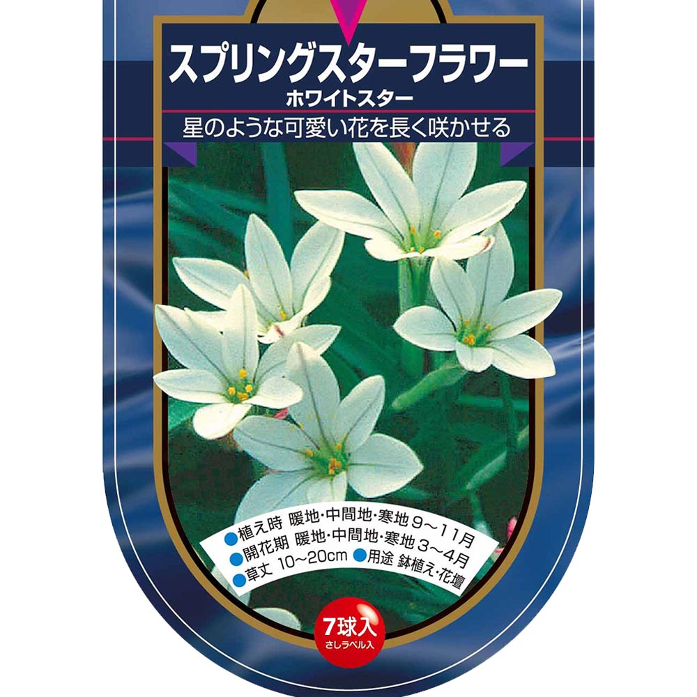 球根 スプリングスターフラワー ホワイトスター 【花球根 7球】