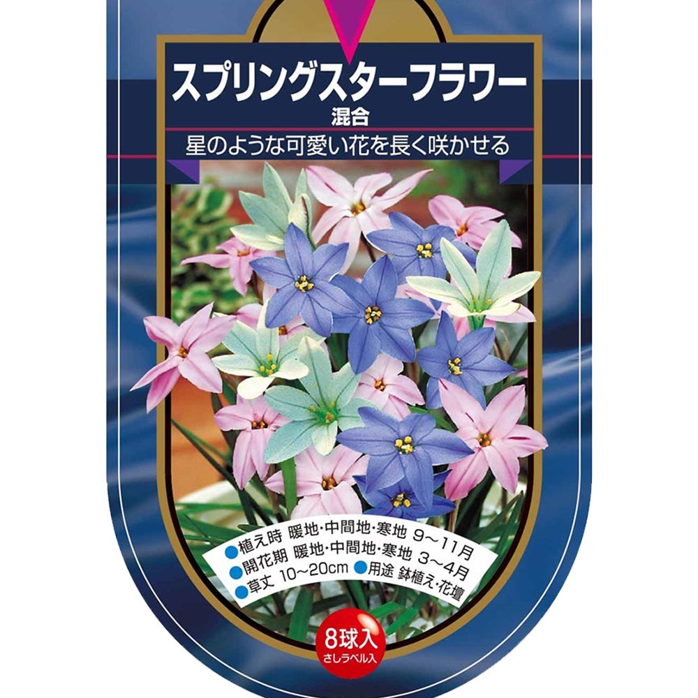 球根 スプリングスターフラワー 混合 【花球根 8球】