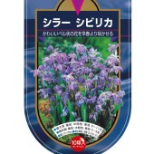 球根 シラー シビリカ 【花球根 10球】|花球根|球根類