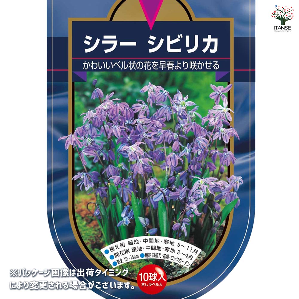 球根 シラー シビリカ 【花球根 10球】｜ 【植物のITANSE】全品