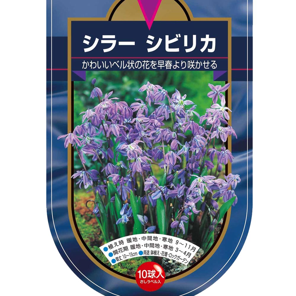 球根 シラー シビリカ 【花球根 10球】