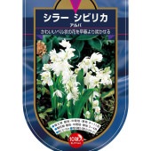 球根 シラー シビリカ アルバ 【花球根 10球】|花球根|球根類