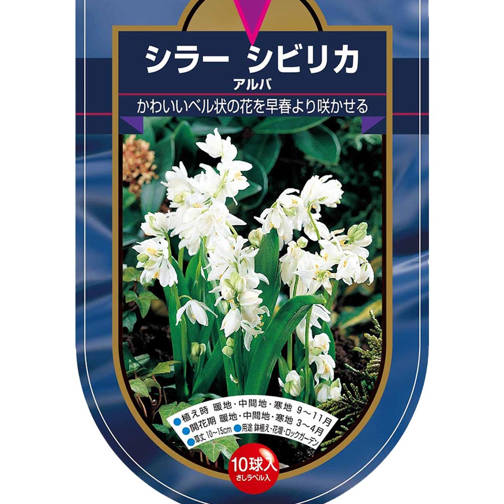 球根 シラー シビリカ アルバ 【花球根 10球】