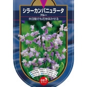 球根 シラー カンパニュラータ ブルー 【花球根 6球】|花球根|球根類