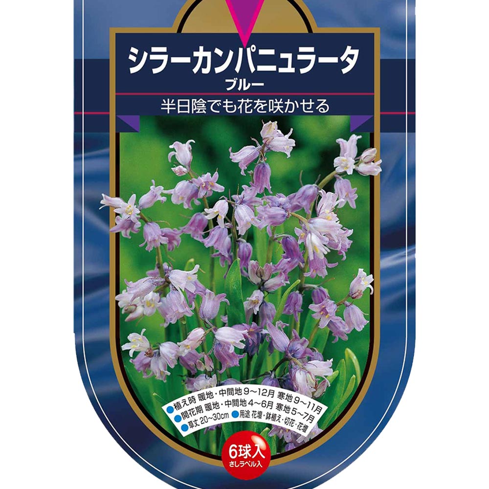 球根 シラー カンパニュラータ ブルー 【花球根 6球】