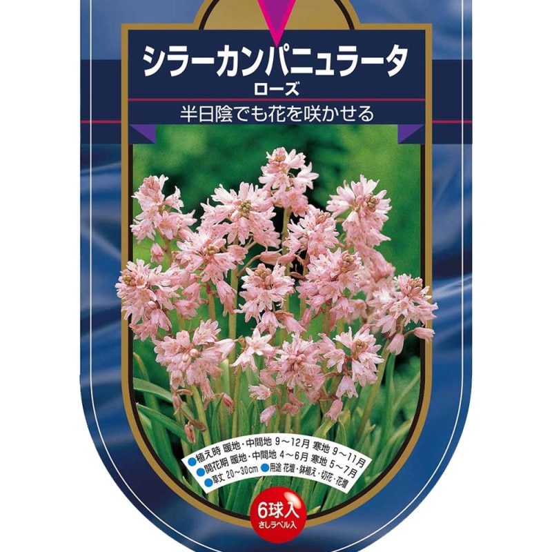 球根 シラー カンパニュラータ 混合 【花球根 6球】｜ 【植物の