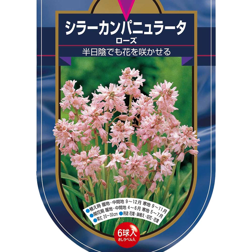 球根 シラー カンパニュラータ ローズ 【花球根 6球】