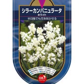 球根 シラー カンパニュラータ ホワイト 【花球根 6球】|花球根|球根類