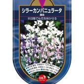 球根 シラー カンパニュラータ 混合 【花球根 6球】|花球根|球根類