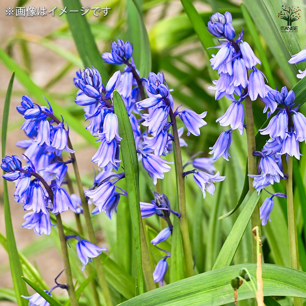 球根 シラー カンパニュラータ 混合 【花球根 6球】｜ 【植物の