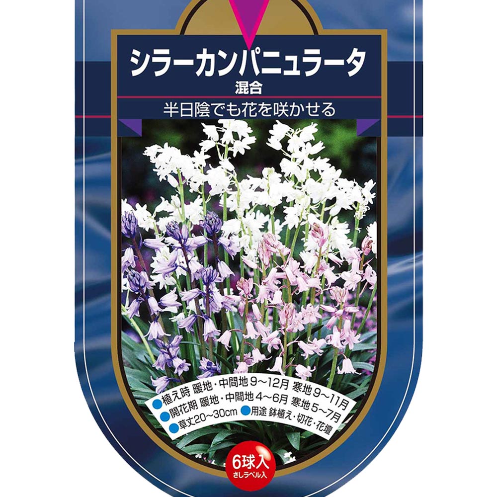球根 シラー カンパニュラータ 混合 【花球根 6球】｜ 【植物の