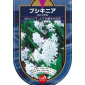 球根 プシキニア リバノチカ 【花球根 10球】|花球根|球根類