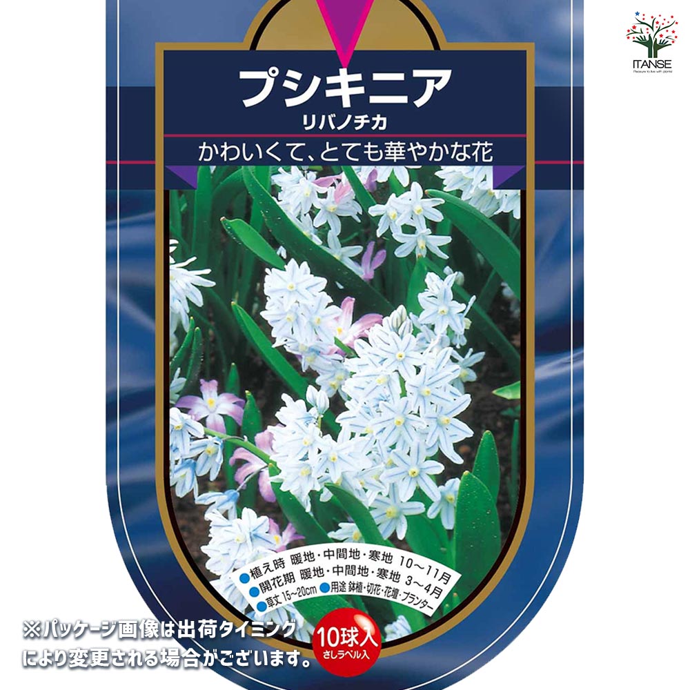 プシキニア・ブルー球根 球根 プシキニア リバノチカ 【花球根 10球】｜ 【植物のITANSE
