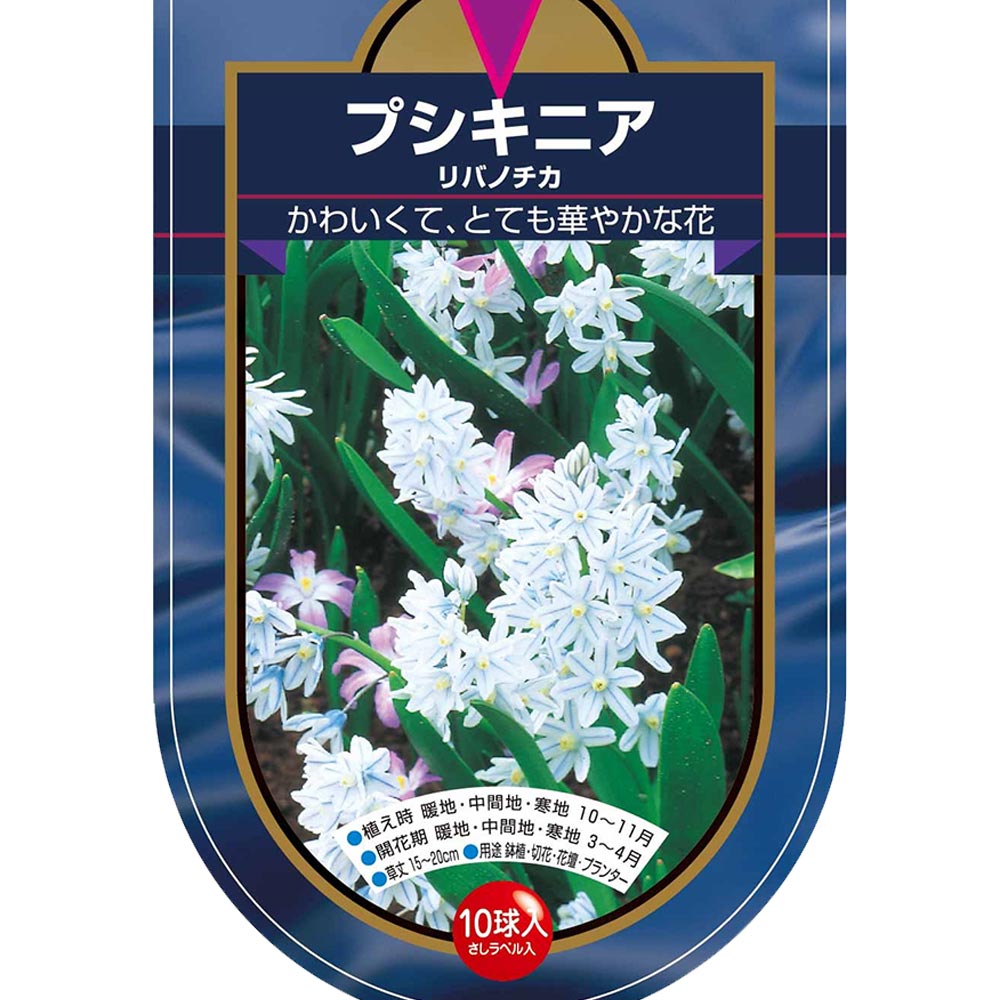 球根 プシキニア リバノチカ 【花球根 10球】