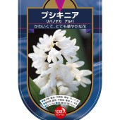 球根 プスキニア リバノチカ アルバ 【花球根 10球】|花球根|球根類