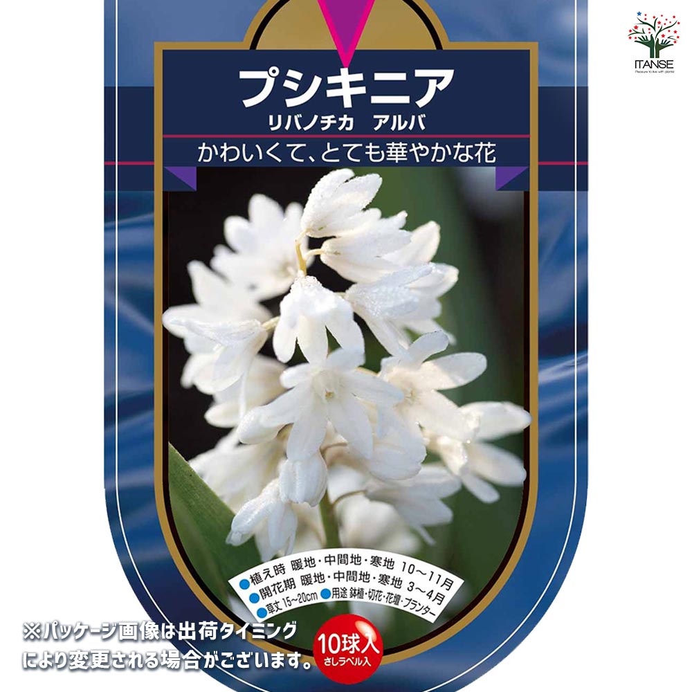 プシキニア・ブルー球根 球根 プスキニア リバノチカ アルバ 【花球根 10球】｜ 【植物の