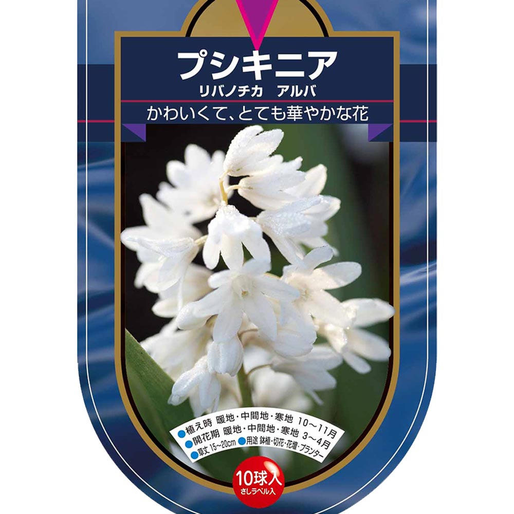 球根 プスキニア リバノチカ アルバ 【花球根 10球】