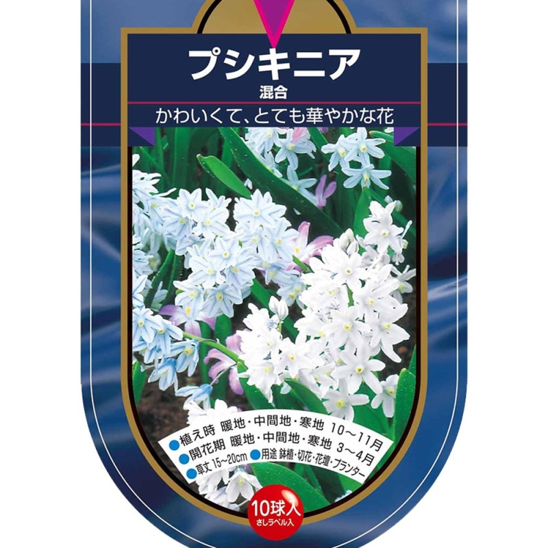 ブルーシクラメン 江戸ノ青（えどのあお）【花苗 5号底面給水鉢 開花株