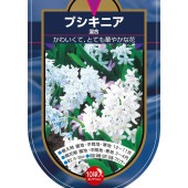 球根 プスキニア プシキニア 混合 【花球根 10球】|花球根|球根類
