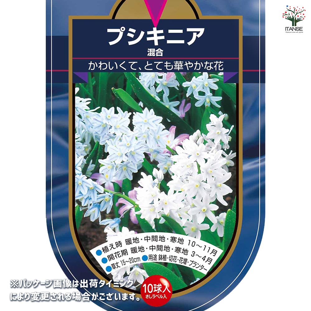 プシキニア・ブルー球根 球根 プスキニア プシキニア 混合 【花球根 10球】｜ 【植物の
