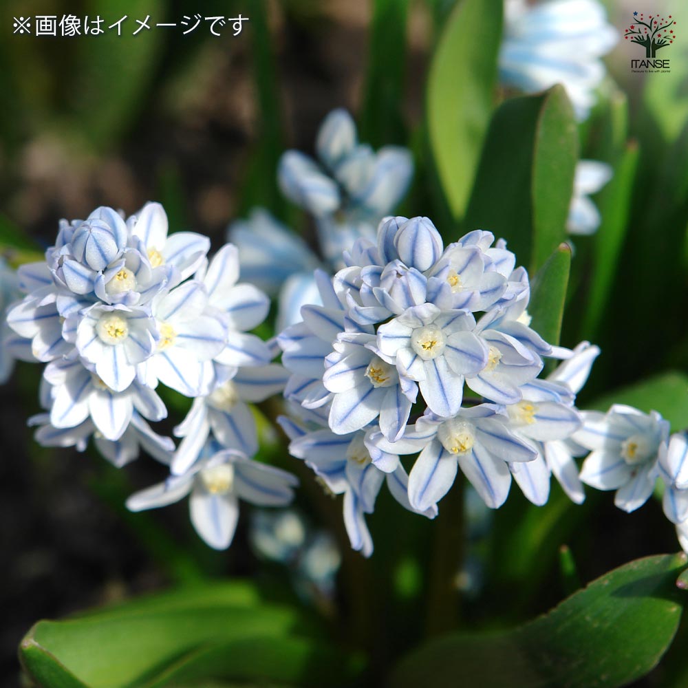 プシキニア・ブルー球根 球根 プスキニア プシキニア 混合 【花球根 10球】｜ 【植物の
