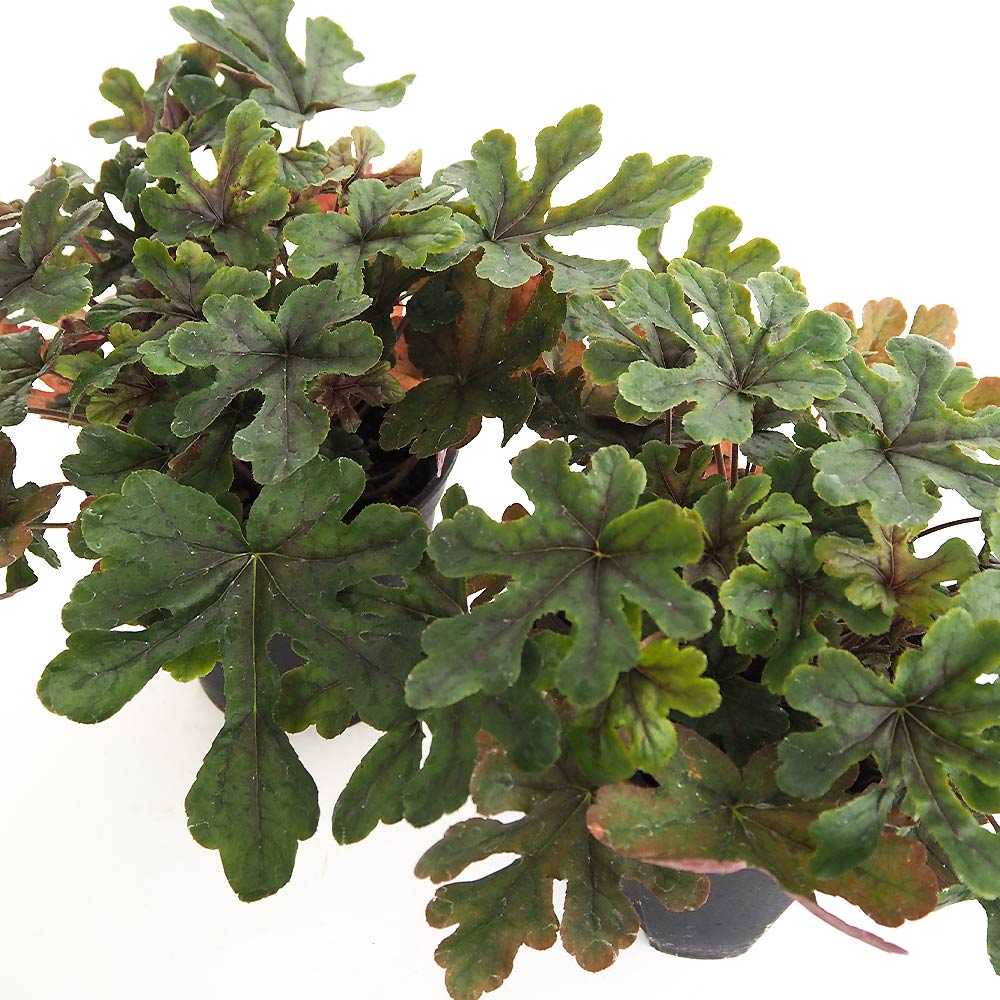 ヒューケラ ヒューケレラ アートカタナ 【花苗 5号】