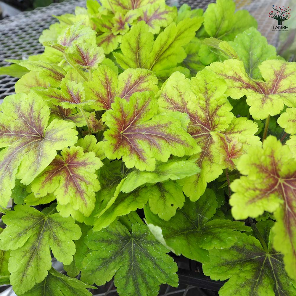 ヒューケラ ヒューケレラ ゴールドゼブラ 【花苗 5号】｜ 【植物の
