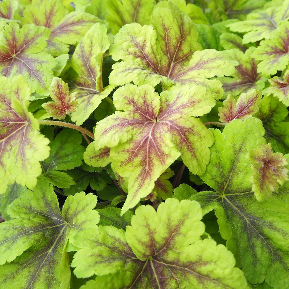 ヒューケラ ヒューケレラ ゴールドゼブラ 【花苗 5号】