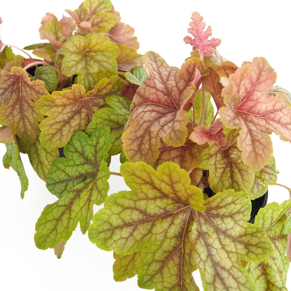 ヒューケラ ヒューケレラ スイートティー 【花苗 5号】